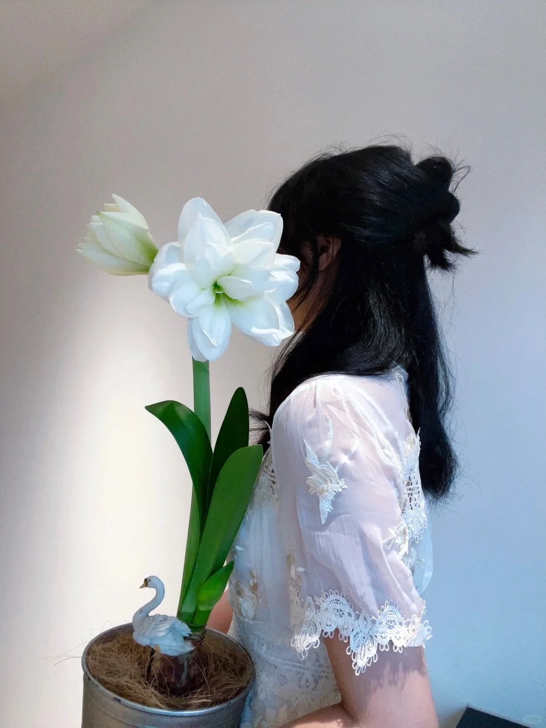 Nhiều chị em đang m&ecirc; đắm lo&agrave;i hoa n&agrave;y: Cắm b&igrave;nh cũng đẹp, để cả chậu cũng sang,&nbsp;Tết nh&igrave;n l&agrave; thấy gi&agrave;u - Ảnh 2.