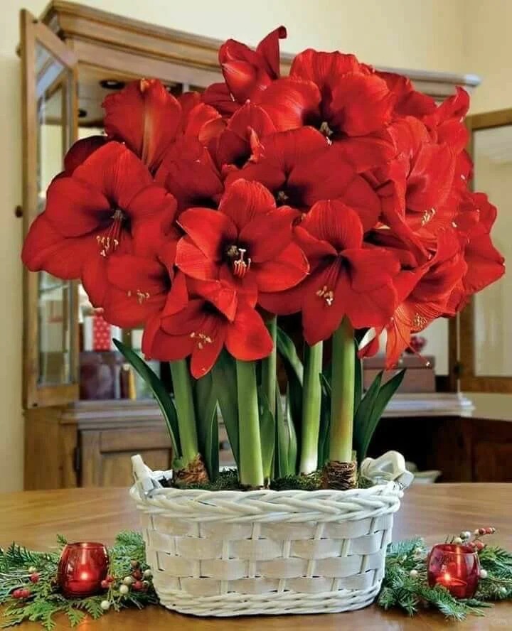 Nhiều chị em đang m&ecirc; đắm lo&agrave;i hoa n&agrave;y: Cắm b&igrave;nh cũng đẹp, để cả chậu cũng sang,&nbsp;Tết nh&igrave;n l&agrave; thấy gi&agrave;u - Ảnh 6.