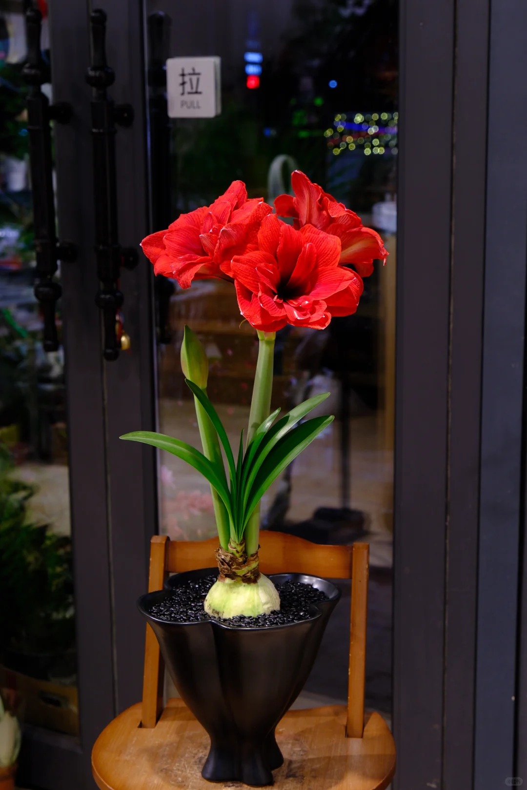 Nhiều chị em đang m&ecirc; đắm lo&agrave;i hoa n&agrave;y: Cắm b&igrave;nh cũng đẹp, để cả chậu cũng sang,&nbsp;Tết nh&igrave;n l&agrave; thấy gi&agrave;u - Ảnh 5.