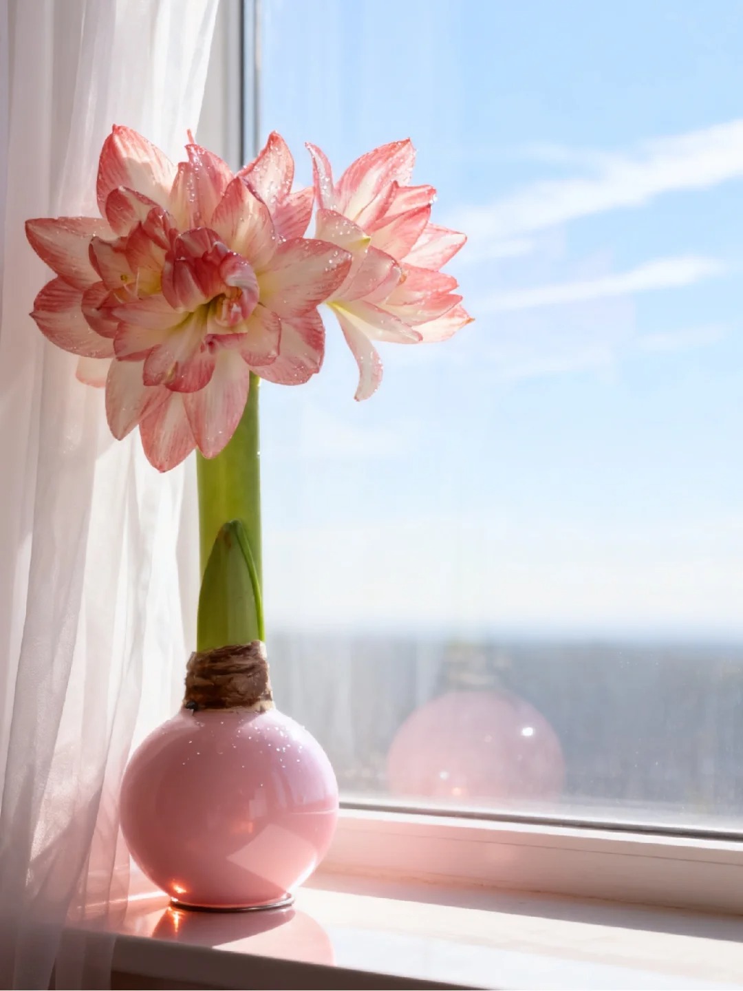 Nhiều chị em đang m&ecirc; đắm lo&agrave;i hoa n&agrave;y: Cắm b&igrave;nh cũng đẹp, để cả chậu cũng sang,&nbsp;Tết nh&igrave;n l&agrave; thấy gi&agrave;u - Ảnh 17.