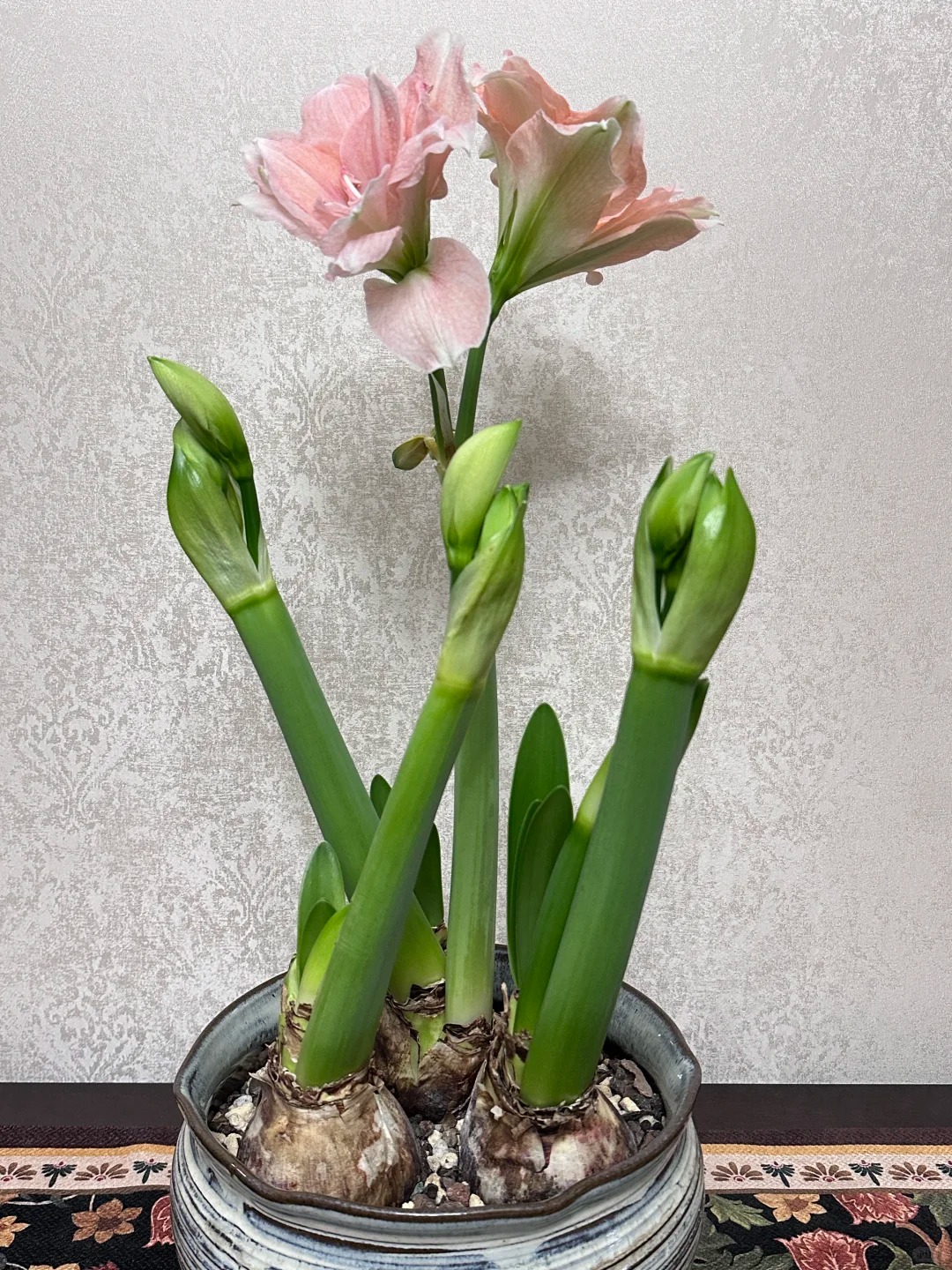 Nhiều chị em đang m&ecirc; đắm lo&agrave;i hoa n&agrave;y: Cắm b&igrave;nh cũng đẹp, để cả chậu cũng sang,&nbsp;Tết nh&igrave;n l&agrave; thấy gi&agrave;u - Ảnh 25.