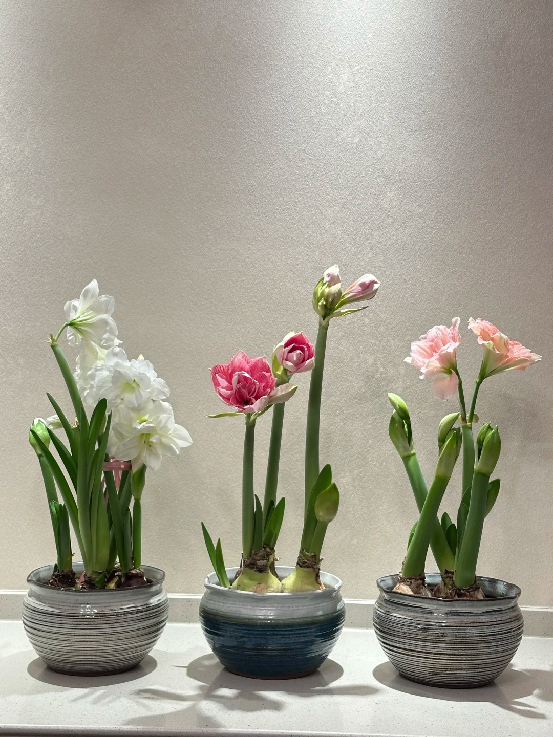 Nhiều chị em đang m&ecirc; đắm lo&agrave;i hoa n&agrave;y: Cắm b&igrave;nh cũng đẹp, để cả chậu cũng sang,&nbsp;Tết nh&igrave;n l&agrave; thấy gi&agrave;u - Ảnh 24.