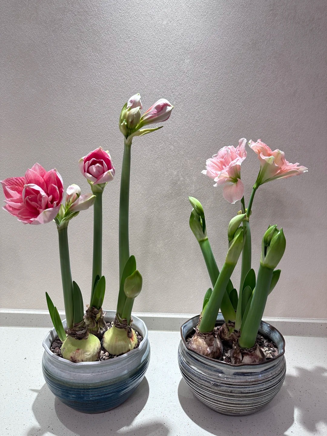 Nhiều chị em đang m&ecirc; đắm lo&agrave;i hoa n&agrave;y: Cắm b&igrave;nh cũng đẹp, để cả chậu cũng sang,&nbsp;Tết nh&igrave;n l&agrave; thấy gi&agrave;u - Ảnh 23.