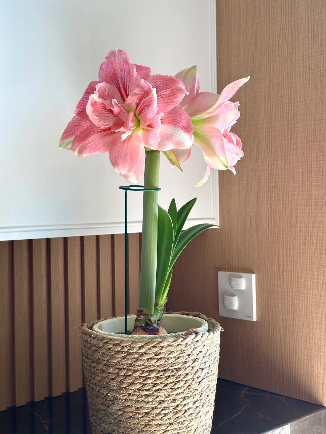 Nhiều chị em đang m&ecirc; đắm lo&agrave;i hoa n&agrave;y: Cắm b&igrave;nh cũng đẹp, để cả chậu cũng sang,&nbsp;Tết nh&igrave;n l&agrave; thấy gi&agrave;u - Ảnh 20.