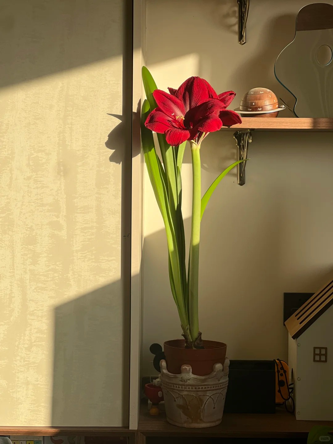 Nhiều chị em đang m&ecirc; đắm lo&agrave;i hoa n&agrave;y: Cắm b&igrave;nh cũng đẹp, để cả chậu cũng sang,&nbsp;Tết nh&igrave;n l&agrave; thấy gi&agrave;u - Ảnh 22.