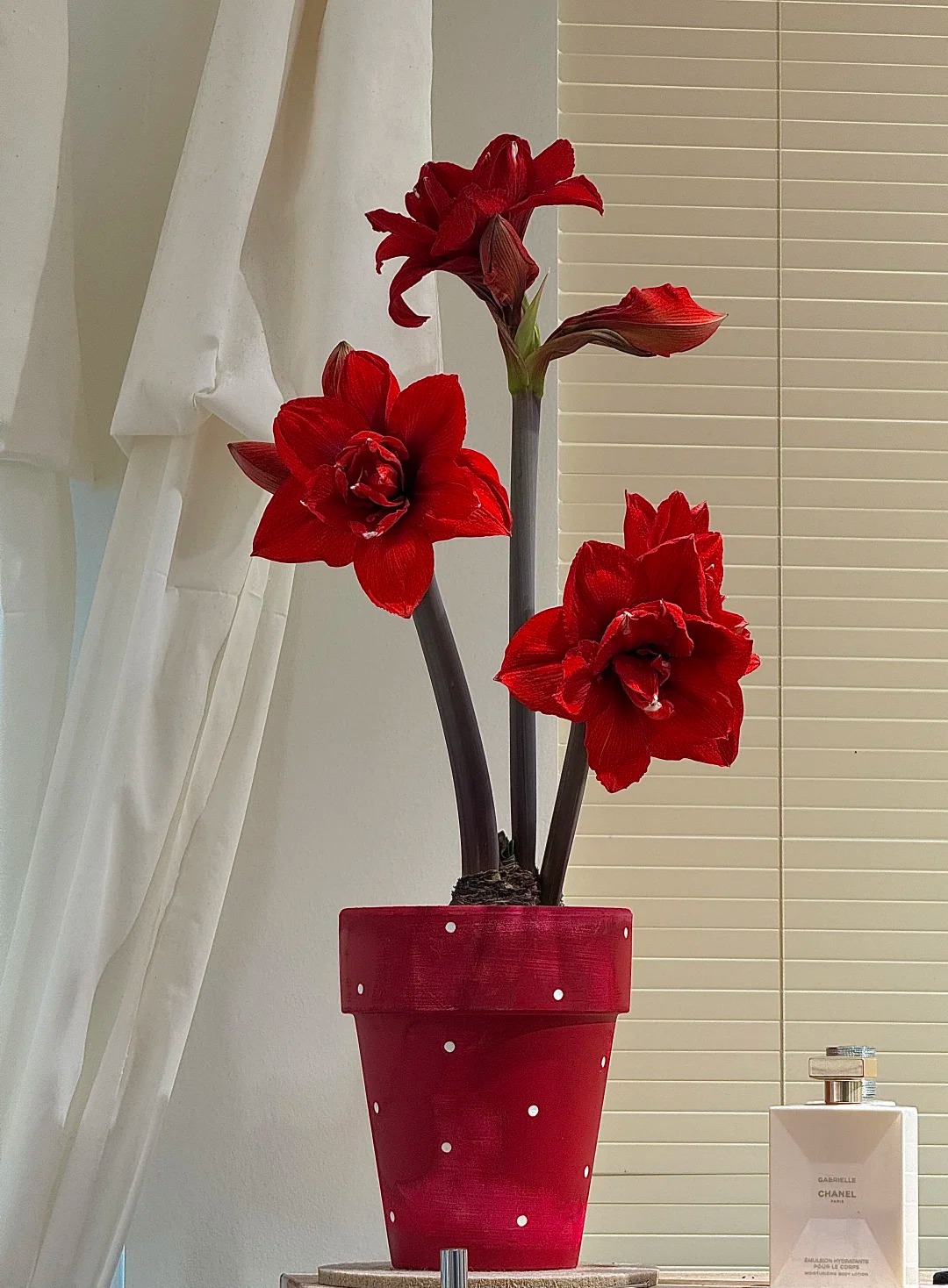 Nhiều chị em đang m&ecirc; đắm lo&agrave;i hoa n&agrave;y: Cắm b&igrave;nh cũng đẹp, để cả chậu cũng sang,&nbsp;Tết nh&igrave;n l&agrave; thấy gi&agrave;u - Ảnh 10.