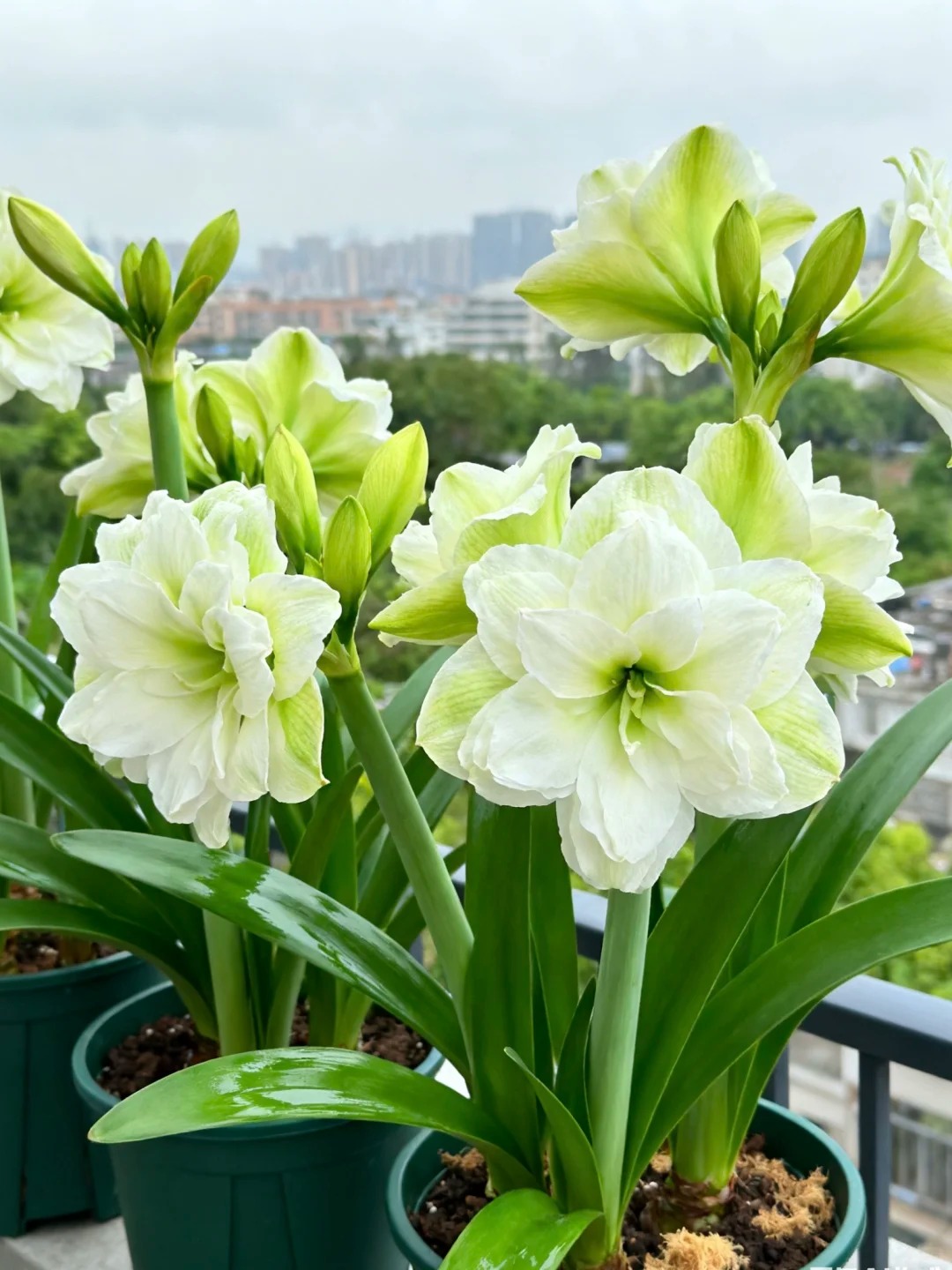 Nhiều chị em đang m&ecirc; đắm lo&agrave;i hoa n&agrave;y: Cắm b&igrave;nh cũng đẹp, để cả chậu cũng sang,&nbsp;Tết nh&igrave;n l&agrave; thấy gi&agrave;u - Ảnh 15.