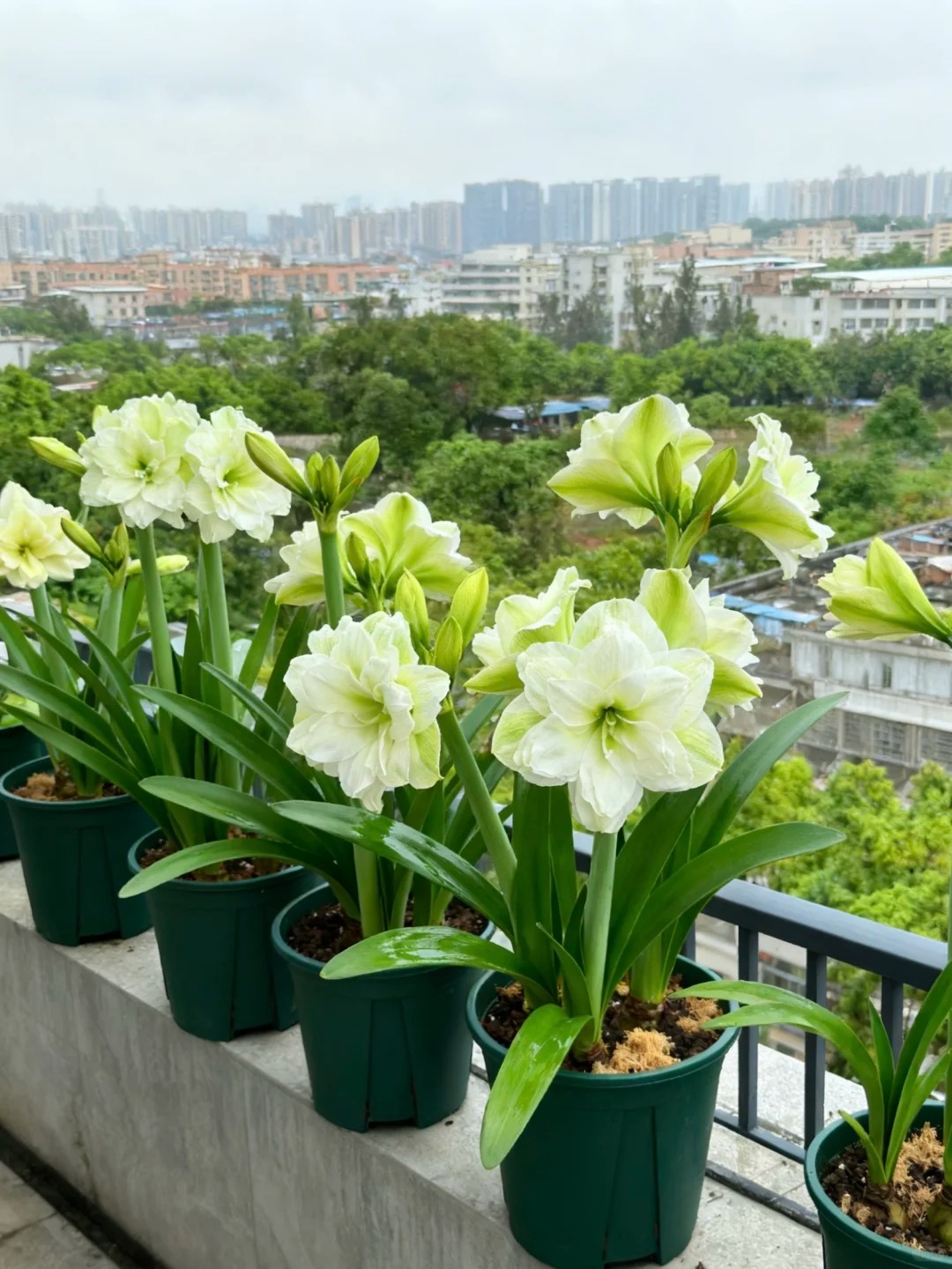 Nhiều chị em đang m&ecirc; đắm lo&agrave;i hoa n&agrave;y: Cắm b&igrave;nh cũng đẹp, để cả chậu cũng sang,&nbsp;Tết nh&igrave;n l&agrave; thấy gi&agrave;u - Ảnh 14.