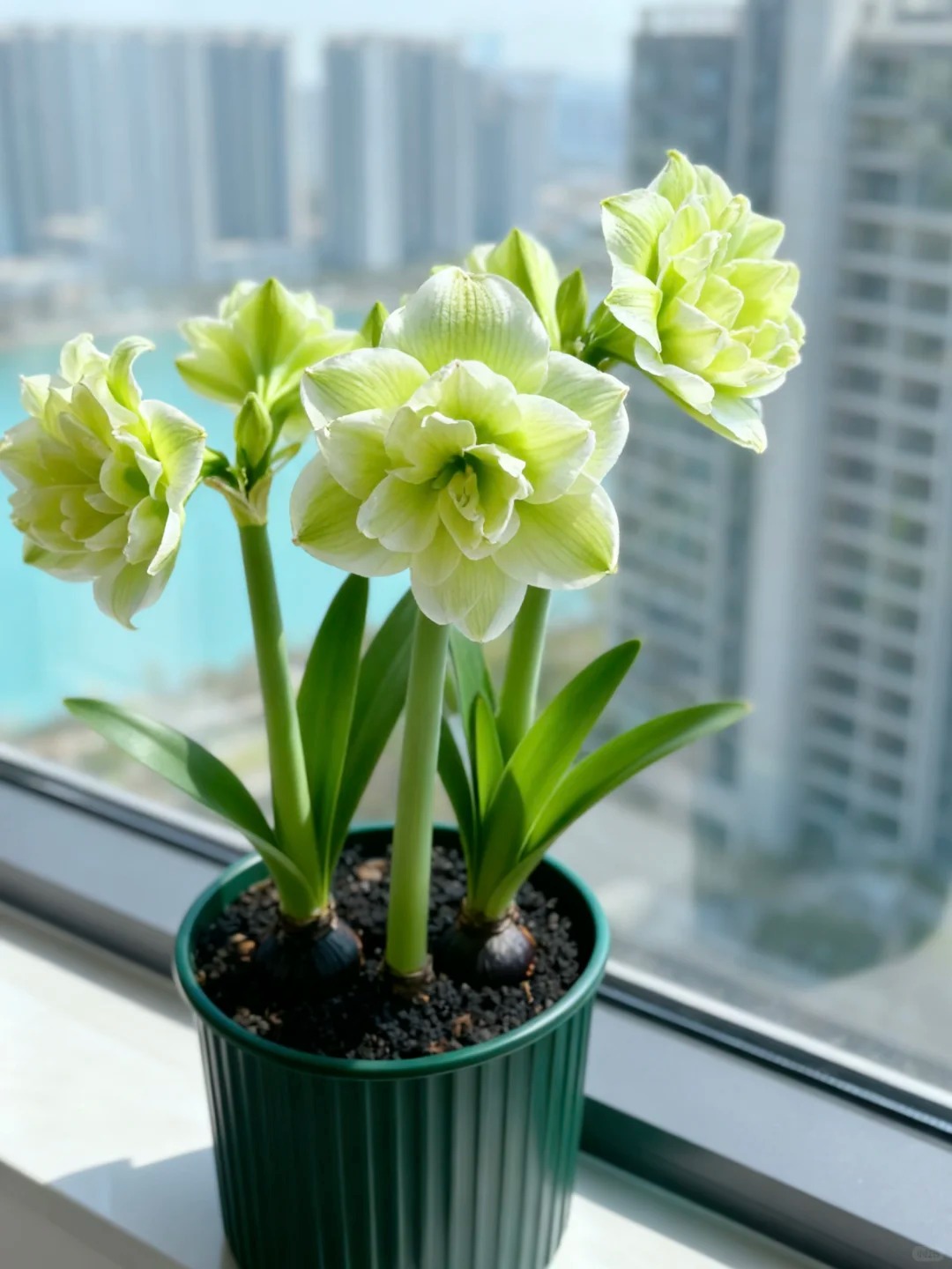 Nhiều chị em đang m&ecirc; đắm lo&agrave;i hoa n&agrave;y: Cắm b&igrave;nh cũng đẹp, để cả chậu cũng sang,&nbsp;Tết nh&igrave;n l&agrave; thấy gi&agrave;u - Ảnh 11.