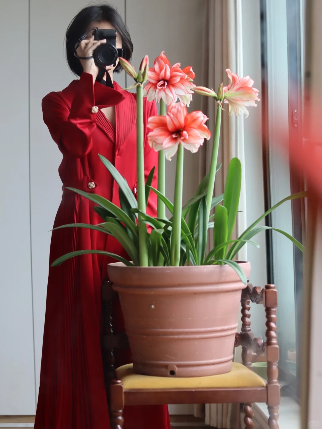 Nhiều chị em đang m&ecirc; đắm lo&agrave;i hoa n&agrave;y: Cắm b&igrave;nh cũng đẹp, để cả chậu cũng sang,&nbsp;Tết nh&igrave;n l&agrave; thấy gi&agrave;u - Ảnh 4.