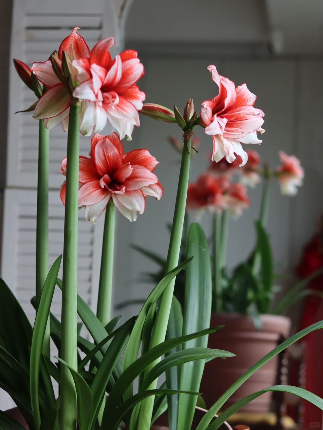 Nhiều chị em đang m&ecirc; đắm lo&agrave;i hoa n&agrave;y: Cắm b&igrave;nh cũng đẹp, để cả chậu cũng sang,&nbsp;Tết nh&igrave;n l&agrave; thấy gi&agrave;u - Ảnh 9.