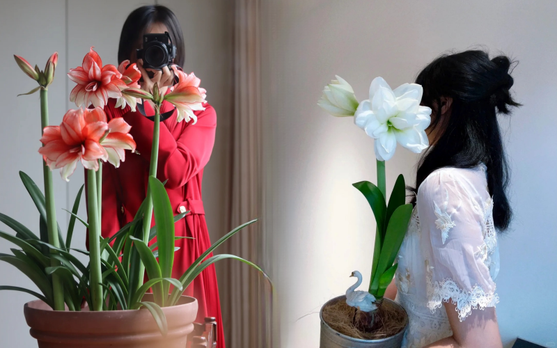 Nhiều chị em đang m&ecirc; đắm lo&agrave;i hoa n&agrave;y: Cắm b&igrave;nh cũng đẹp, để cả chậu cũng sang,&nbsp;Tết nh&igrave;n l&agrave; thấy gi&agrave;u - Ảnh 1.