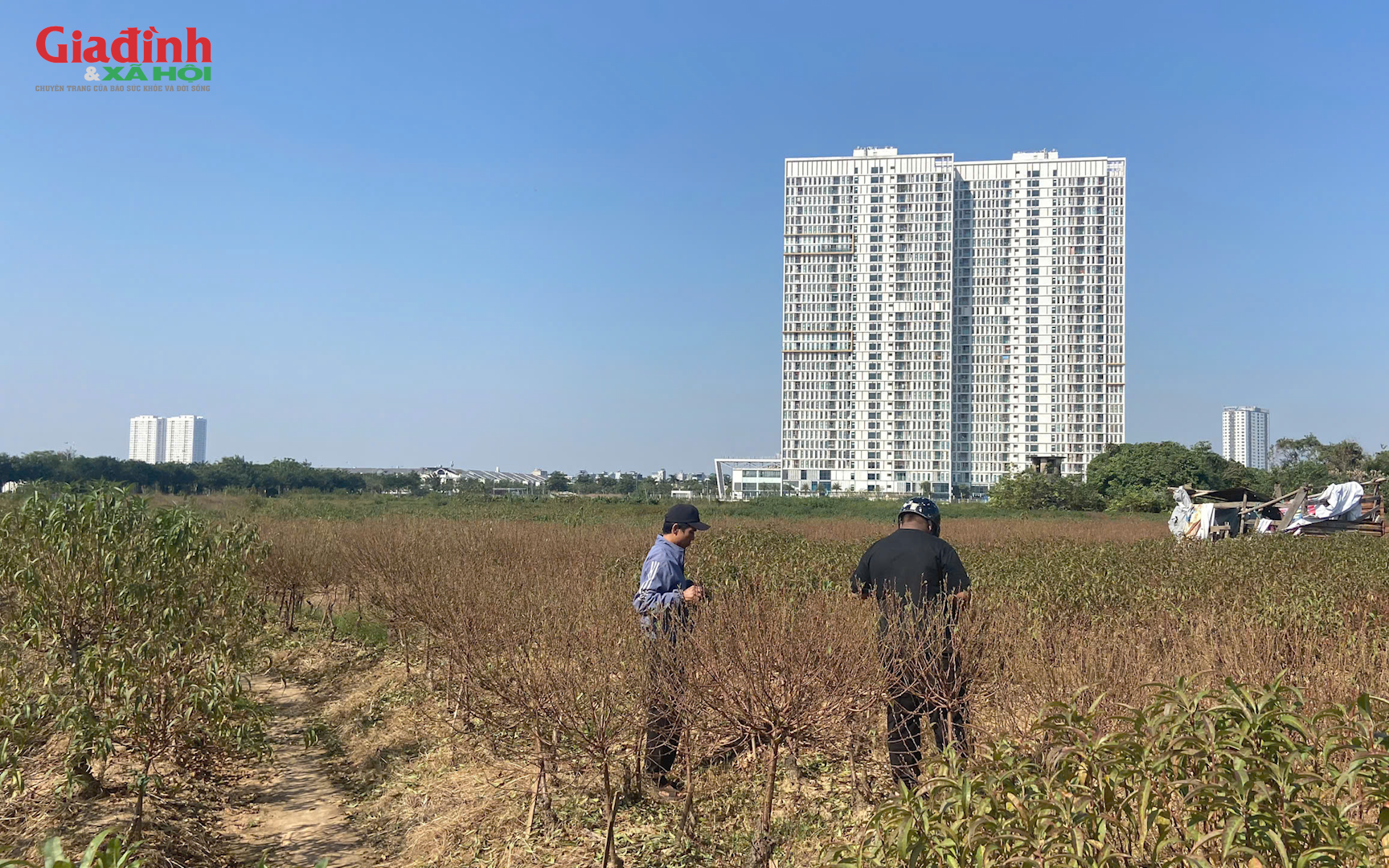 Canh đ&agrave;o nở đ&uacute;ng Tết, l&agrave;ng đ&agrave;o H&agrave; Đ&ocirc;ng v&agrave;o m&ugrave;a cao điểm