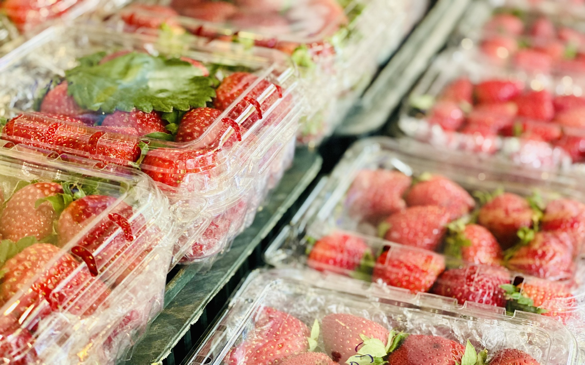 GĐXH - Loại cam này được trồng nhiều tại Việt Nam và được người tiêu dùng ưa chuộng vì vừa ngon, bổ lại có mức giá phải chăng. - Ảnh 5. GĐXH - Loại cam này được trồng nhiều tại Việt Nam và được người tiêu dùng ưa chuộng vì vừa ngon, bổ lại có mức giá phải chăng. - Ảnh 5.