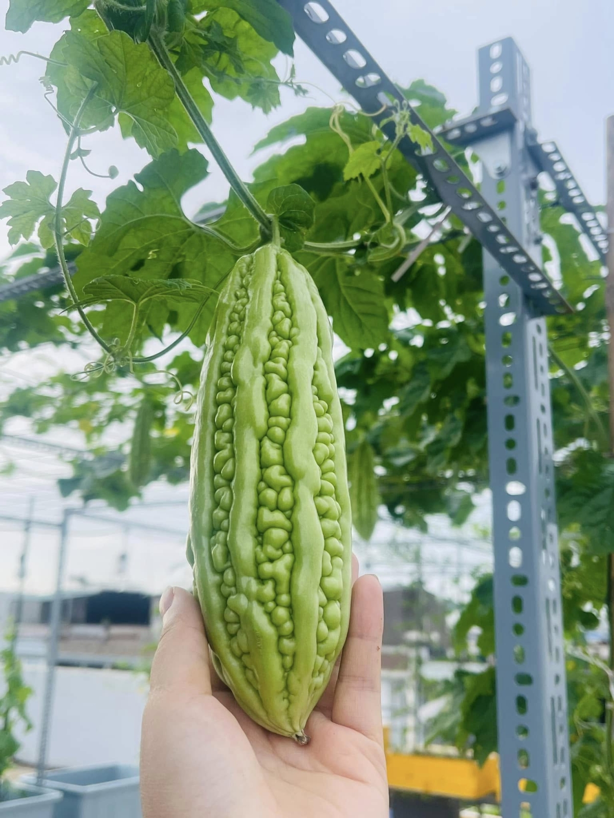 C&ocirc; g&aacute;i Đồng Nai biến s&acirc;n thượng 80 m2 th&agrave;nh khu vườn trĩu quả - Ảnh 9.