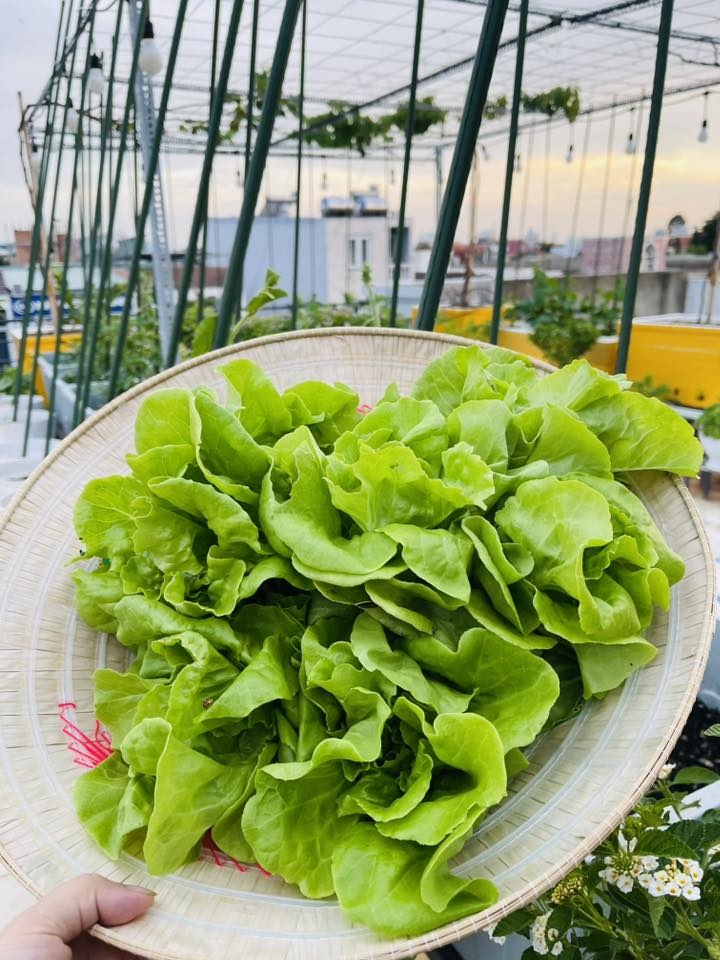 C&ocirc; g&aacute;i Đồng Nai biến s&acirc;n thượng 80 m2 th&agrave;nh khu vườn trĩu quả - Ảnh 5.