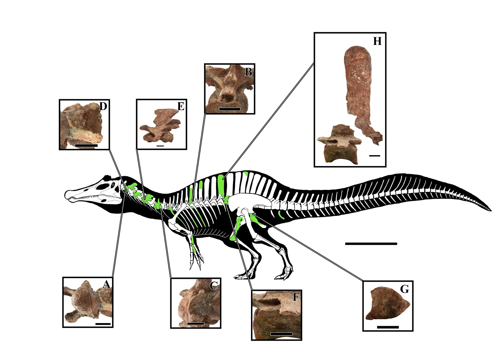 Th&aacute;i Lan đ&agrave;o được sinh vật cổ đại kỳ lạ, c&oacute; thể d&agrave;i tới 8 m - Ảnh 1.