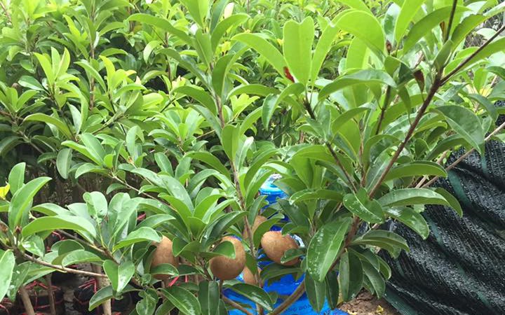 Những loại cây cảnh cần tránh trồng trong nhà nếu không muốn thất thoát tiền của theo lời dặn của người xưa - Ảnh 1.