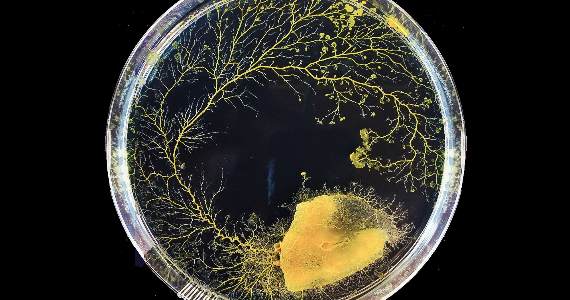 cropped-physarum-spatial-decision-making-growth-in-petri-dish-17648399352062146399955-1764893843034-1764893843373925961354.jpg