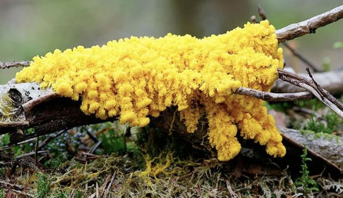 physarum-polycephalum-17648399352061093994145-1764893844404-17648938446411650830918.jpg