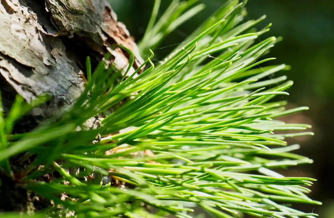 Cựu kỹ sư IT bỏ phố về quê, biến lá thông thành nguồn thu hơn 1,8 tỷ đồng/năm - Ảnh 1.