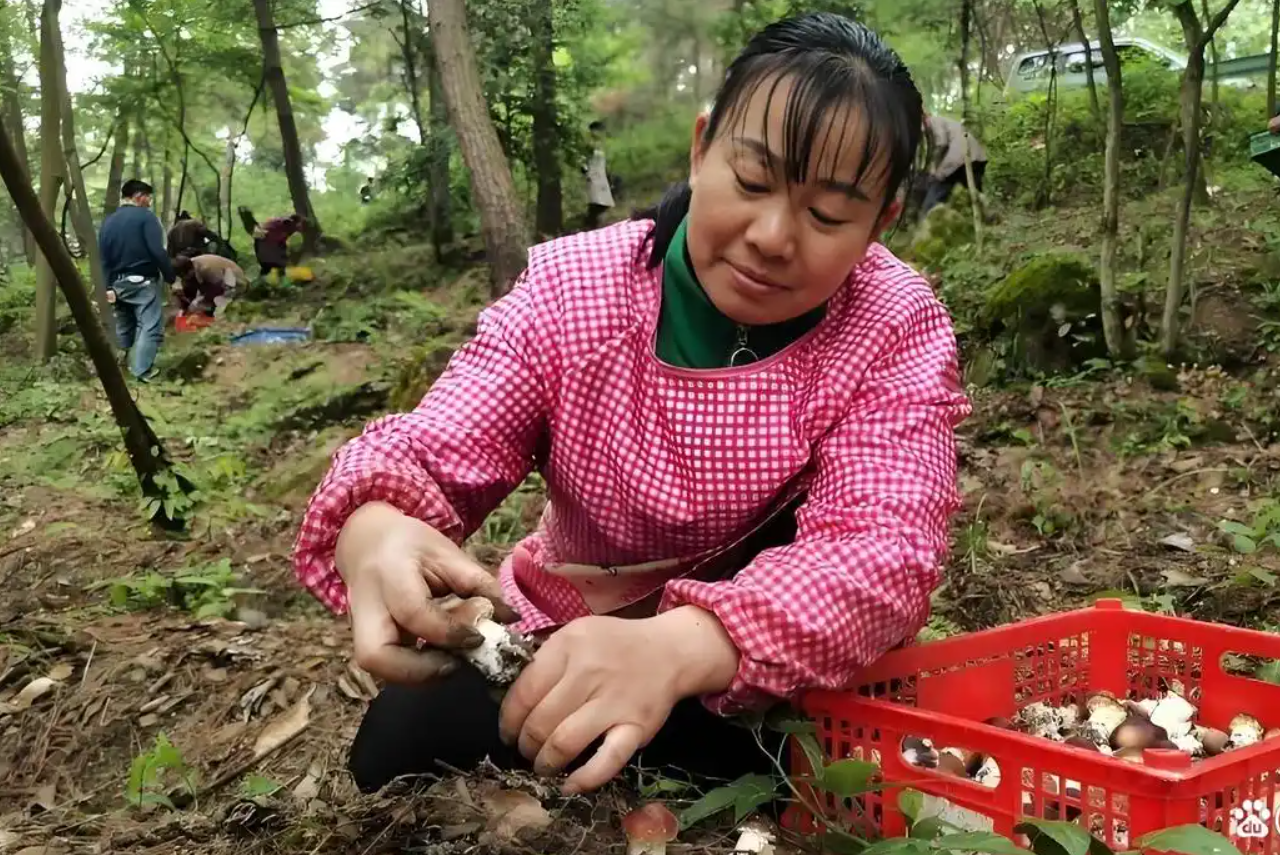 Cựu kỹ sư IT bỏ phố về quê, biến lá thông thành nguồn thu hơn 1,8 tỷ đồng/năm - Ảnh 3.