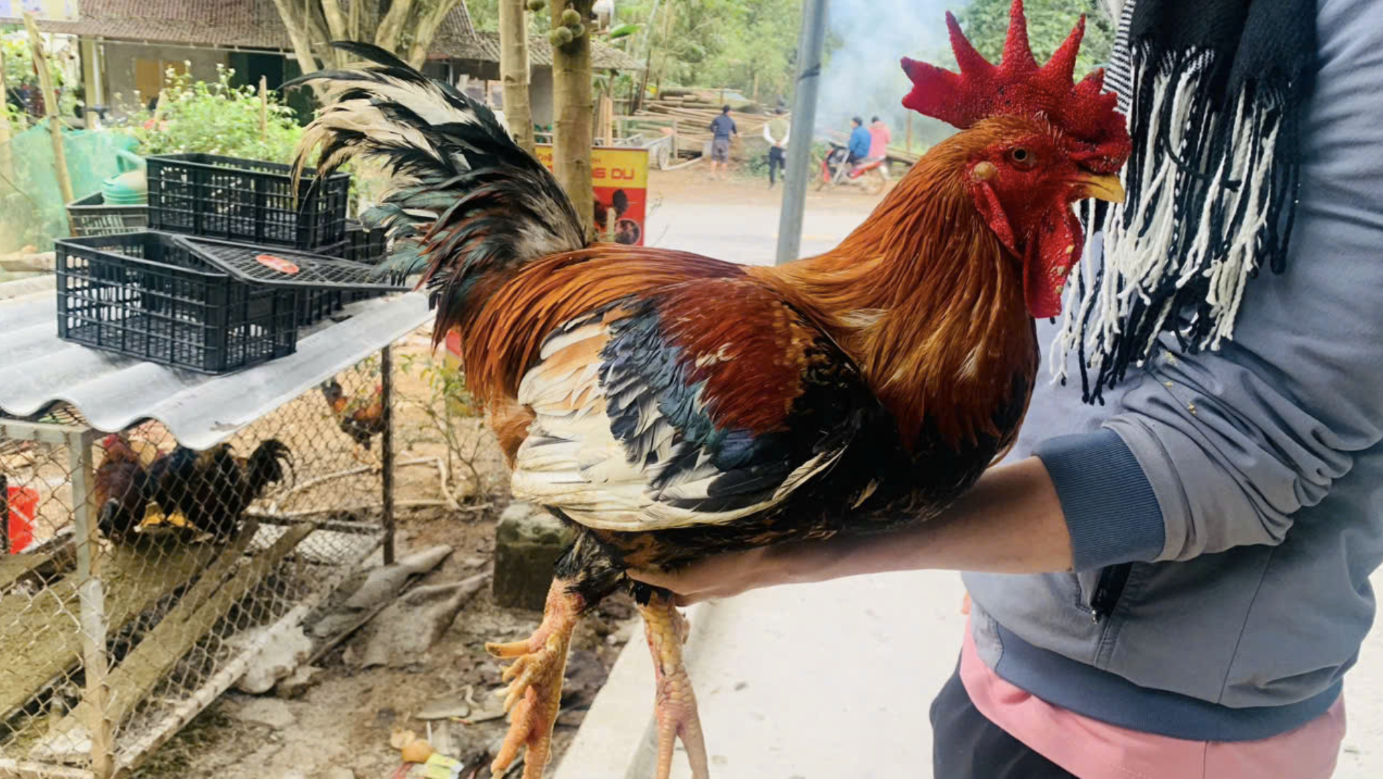 Một loài vật trong truyền thuyết Việt Nam có thật ngoài đời, nay thành đặc sản đắt đỏ - Ảnh 1.