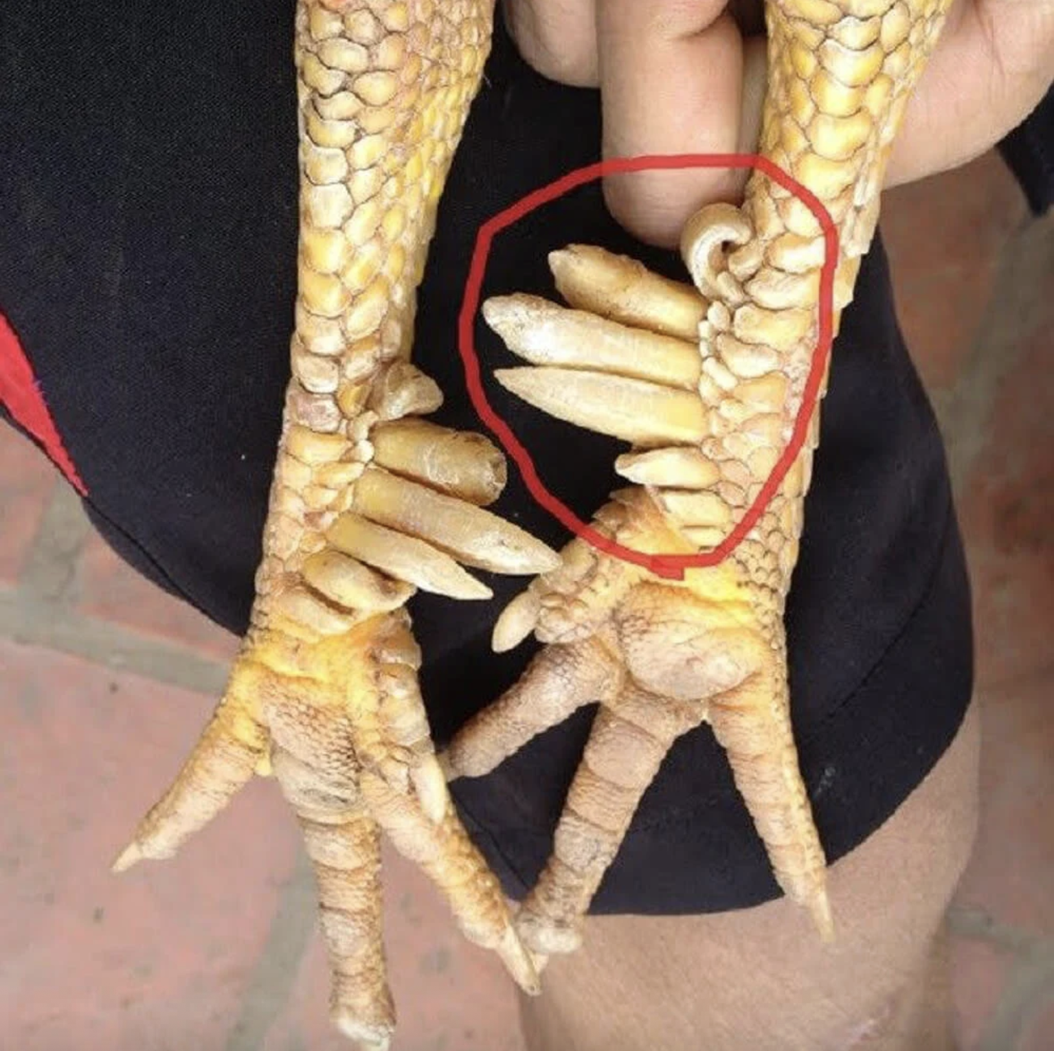 Một loài vật trong truyền thuyết Việt Nam có thật ngoài đời, nay thành đặc sản đắt đỏ - Ảnh 2.