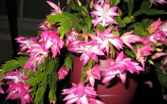 Đây mới là cách giảm bụi mịn trong nhà vô cùng hiệu quả - Ảnh 5. Đây mới là cách giảm bụi mịn trong nhà vô cùng hiệu quả - Ảnh 5.