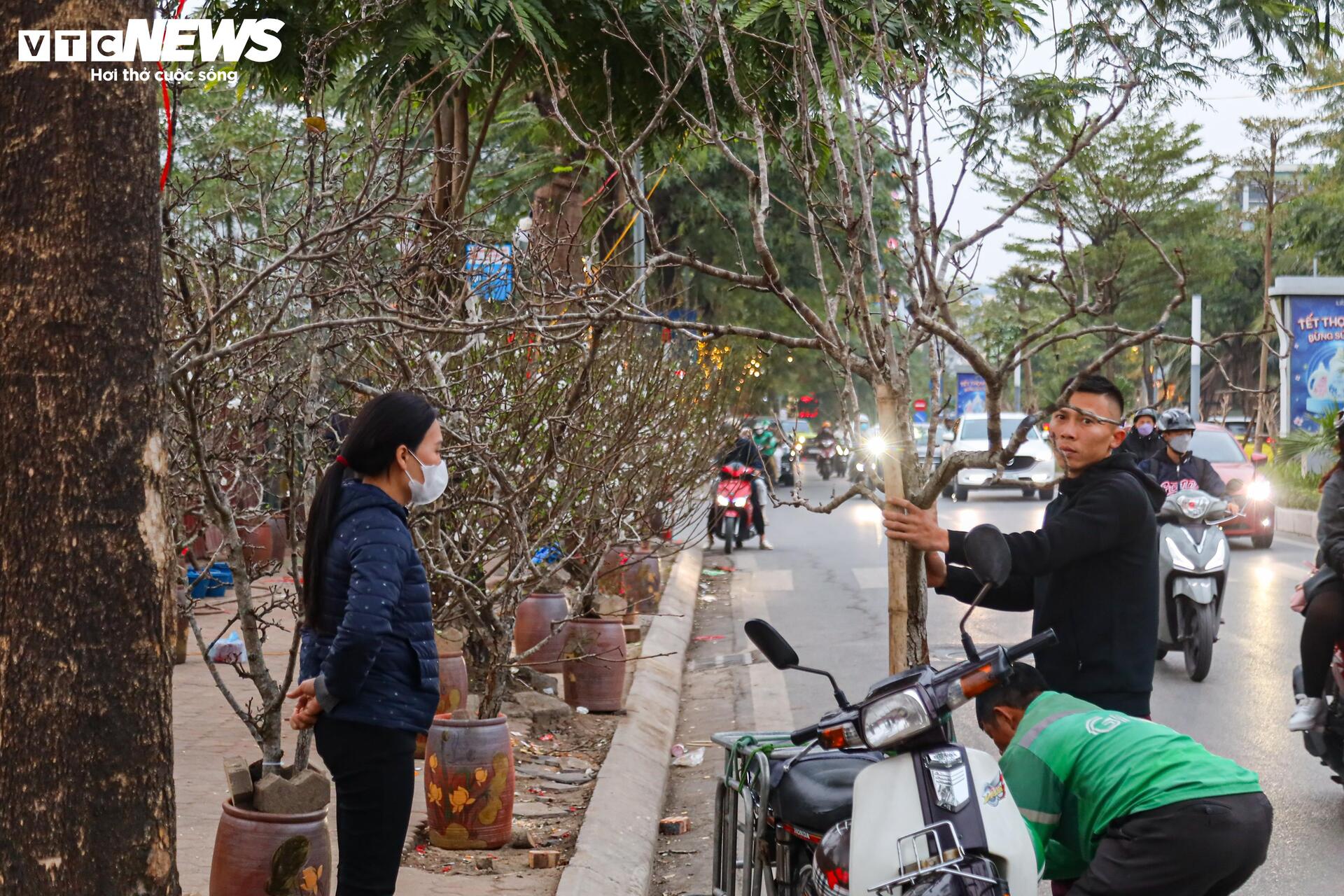 Hết Tết, người Hà Nội vẫn chi tiền triệu mua đào, lê rừng Tây Bắc - Ảnh 10.