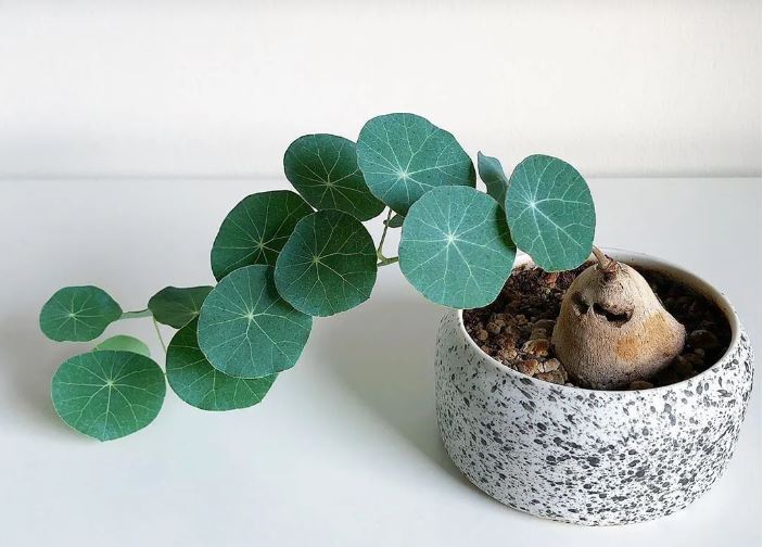 Vị trí đặt cây bình vôi trong nhà giúp kích vận may về tài chính và sự nghiệp- Ảnh 6.