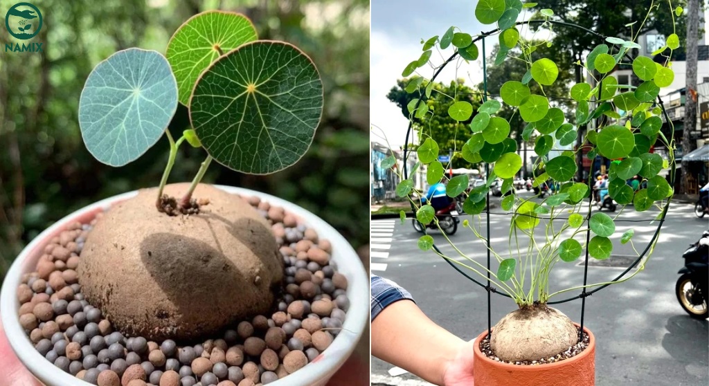Vị trí đặt cây bình vôi trong nhà giúp kích vận may về tài chính và sự nghiệp- Ảnh 4.