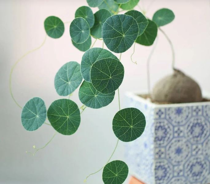 Vị trí đặt cây bình vôi trong nhà giúp kích vận may về tài chính và sự nghiệp- Ảnh 5.