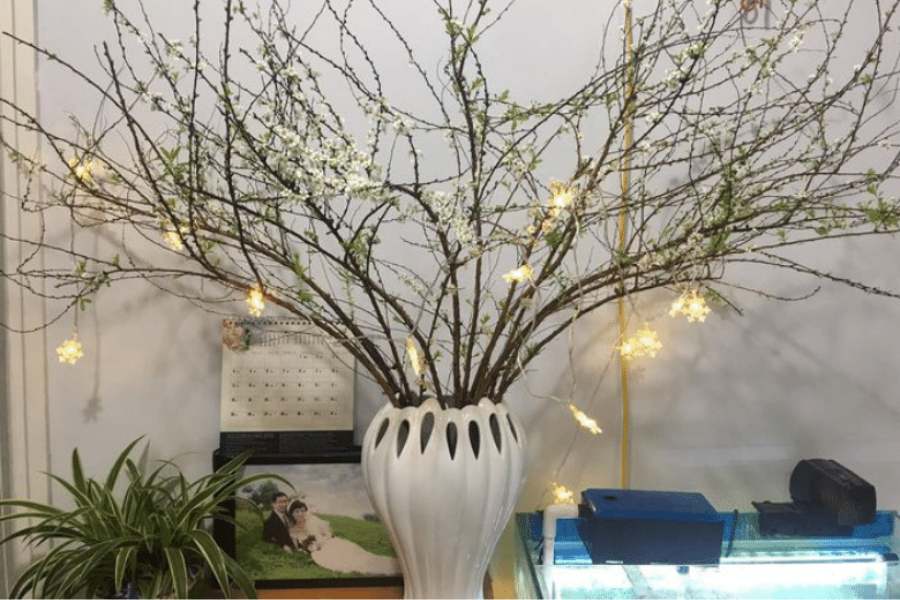 Hoa tuyết mai hợp mệnh gì? Đặt hoa tuyết mai ở đâu để hợp phong thủy? - Ảnh 6. Hoa tuyết mai hợp mệnh gì? Đặt hoa tuyết mai ở đâu để hợp phong thủy? - Ảnh 6.