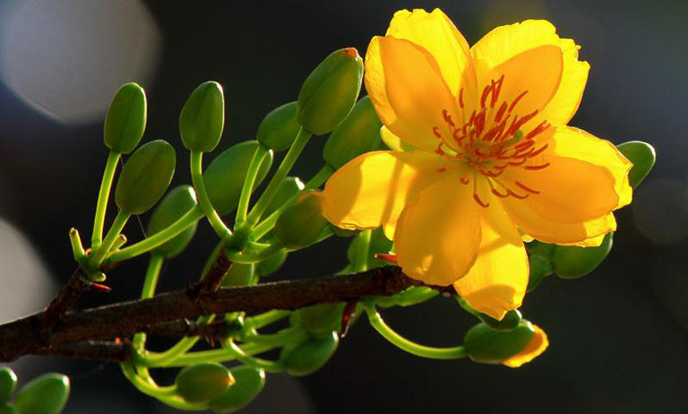 Những loài hoa nên và không nên đặt trên bàn thờ- Ảnh 4.