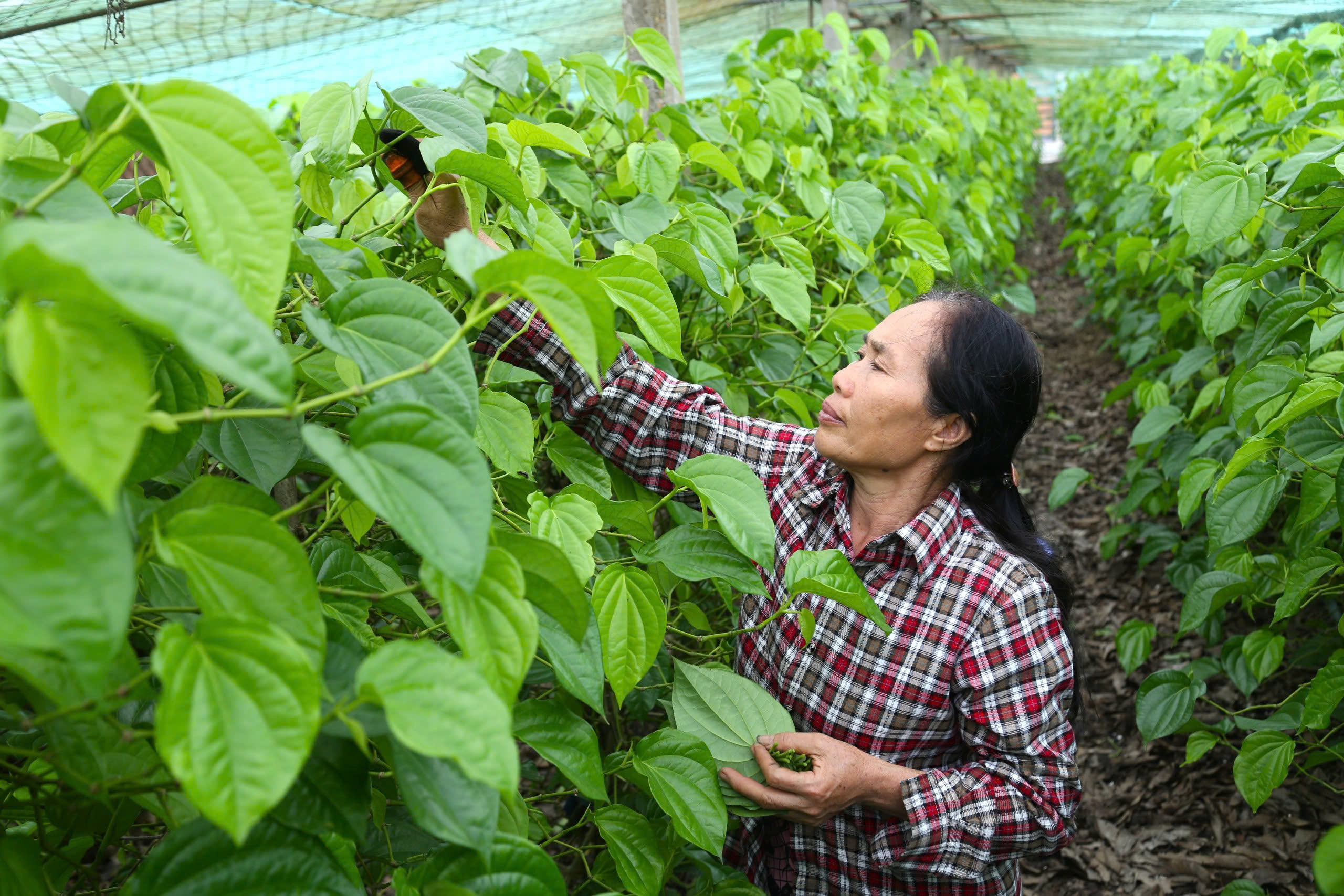 Về Nghệ An xem cây... ‘đếm lá, tính tiền’- Ảnh 5.