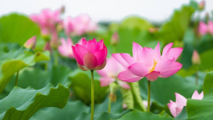 Bí quyết hút tài lộc và may mắn khi trồng hoa sen, người tuổi nào hợp phong thủy với hoa sen?- Ảnh 5.
