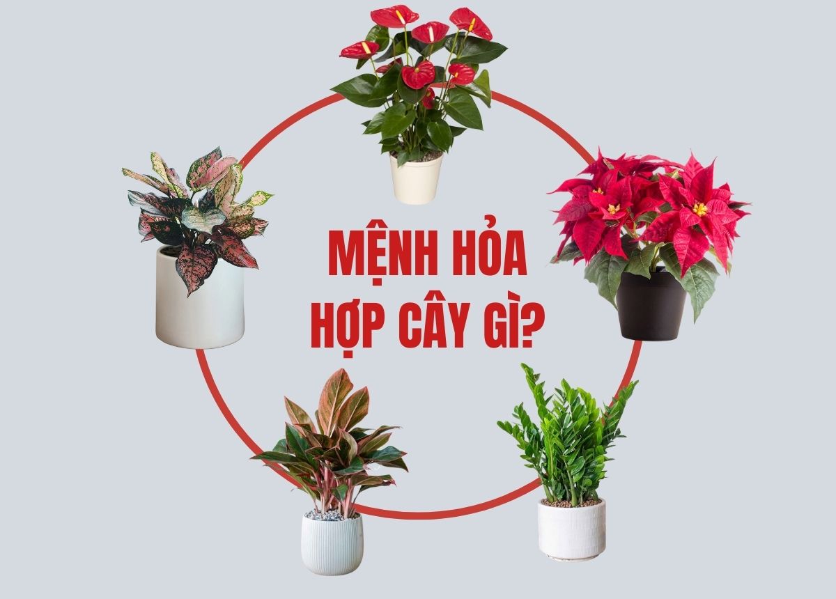 Đây mới là cây phong thủy cho người mệnh Hỏa để thu hút tài lộc và may mắn- Ảnh 4.