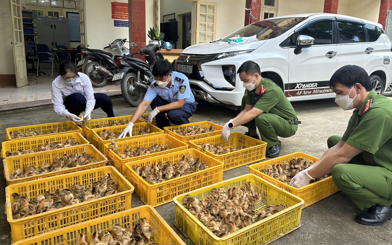 Hà Nội: Toàn lực kiểm soát dịch cúm gia cầm; xử nghiêm nếu giấu dịch, tiêu thụ gia cầm bệnh