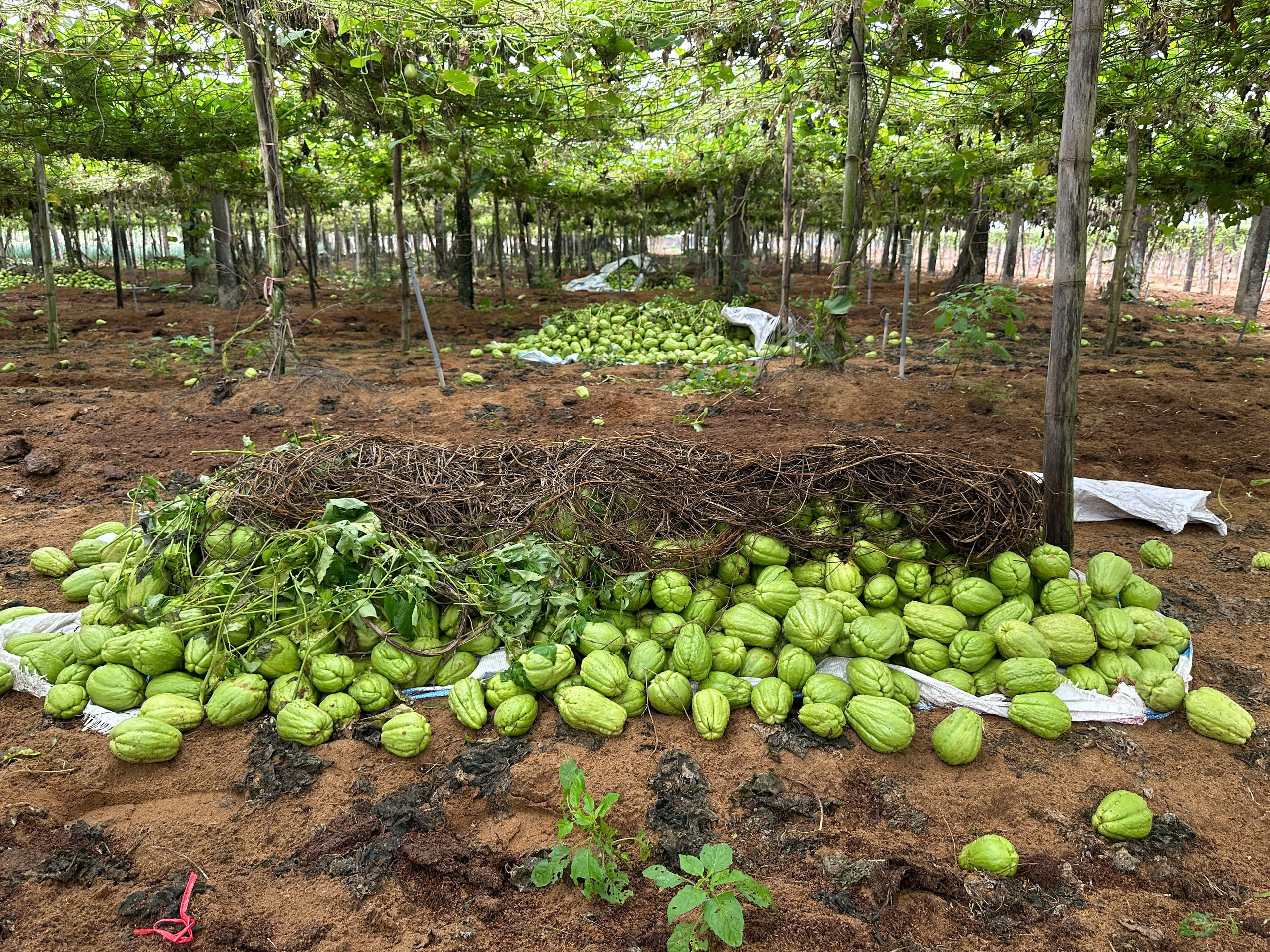 Su su rớt giá thảm hại còn 300 đồng/kg, nông dân lấy làm phân bón ruộng- Ảnh 3.