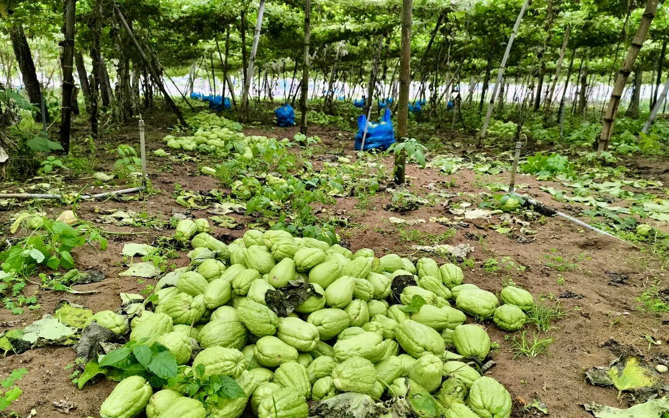 Su su rớt giá thảm hại còn 300 đồng/kg, nông dân lấy làm phân bón ruộng- Ảnh 4.