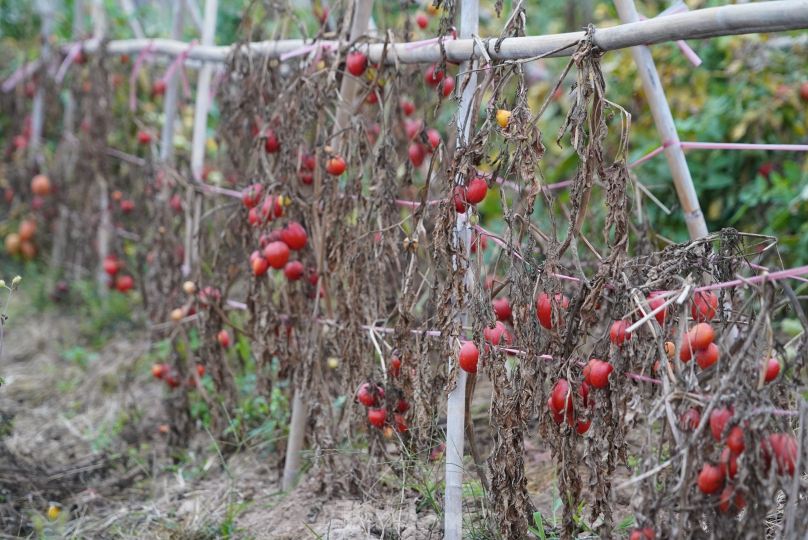 Hàng chục tấn cà chua chín đầy vườn không người mua - Ảnh 2.