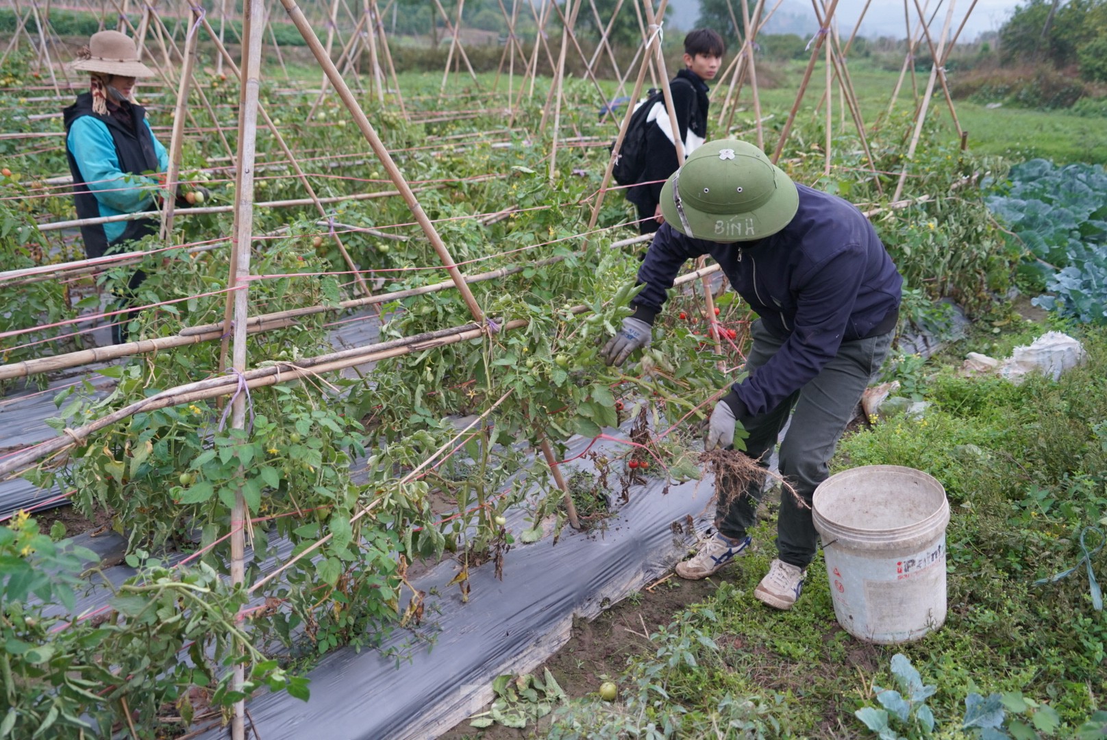 Hàng chục tấn cà chua chín đầy vườn không người mua - Ảnh 12.