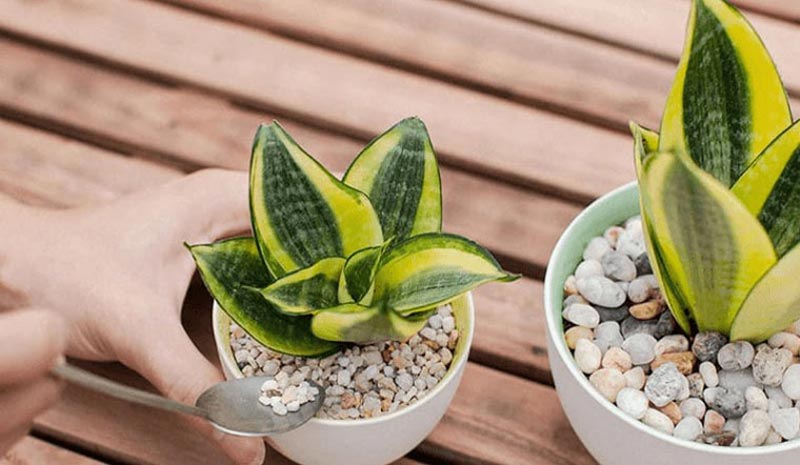 Lưu ý trồng cây lưỡi hổ trước nhà tránh tạo sự căng thẳng và mất cân bằng trong không gian sống- Ảnh 5.