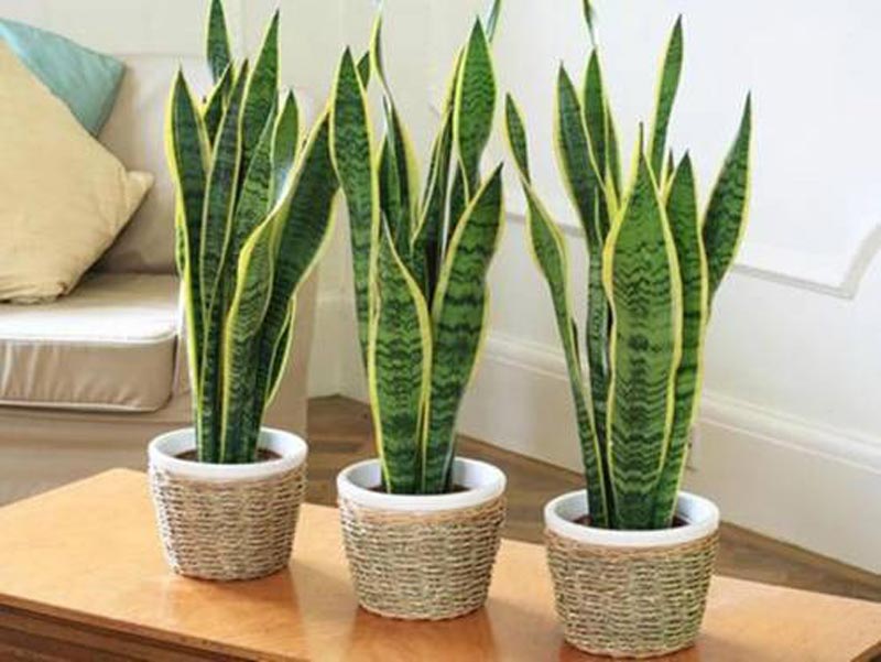 Lưu ý trồng cây lưỡi hổ trước nhà tránh tạo sự căng thẳng và mất cân bằng trong không gian sống- Ảnh 6.