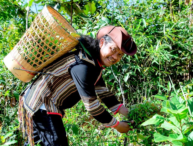 Món gỏi toàn lá 'gây nghiện' ở Kon Tum - Ảnh 1.