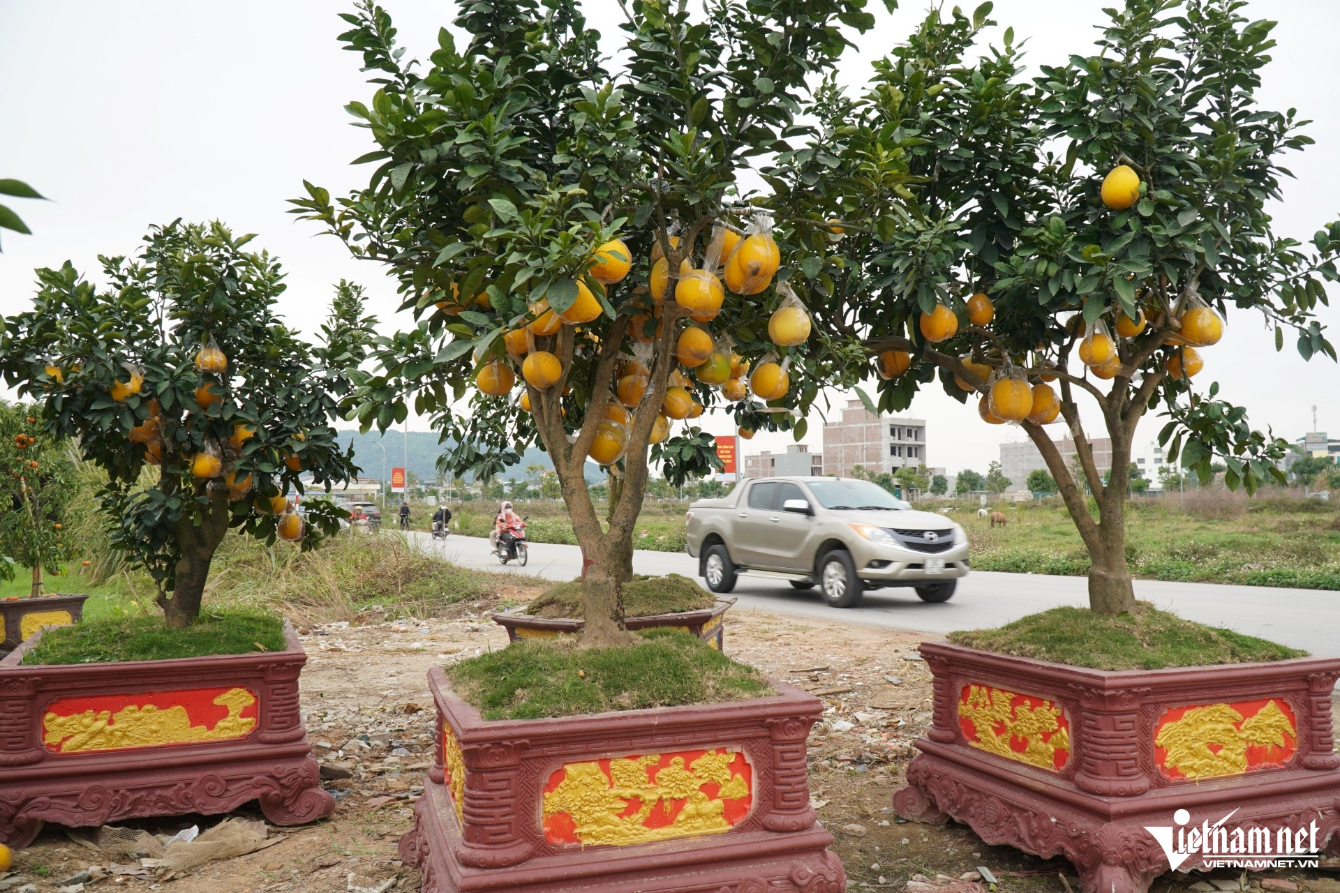 Đào cổ thụ, bưởi cảnh bỏ la liệt bên đường sau Tết, thương lái lỗ tiền tỷ - Ảnh 5.