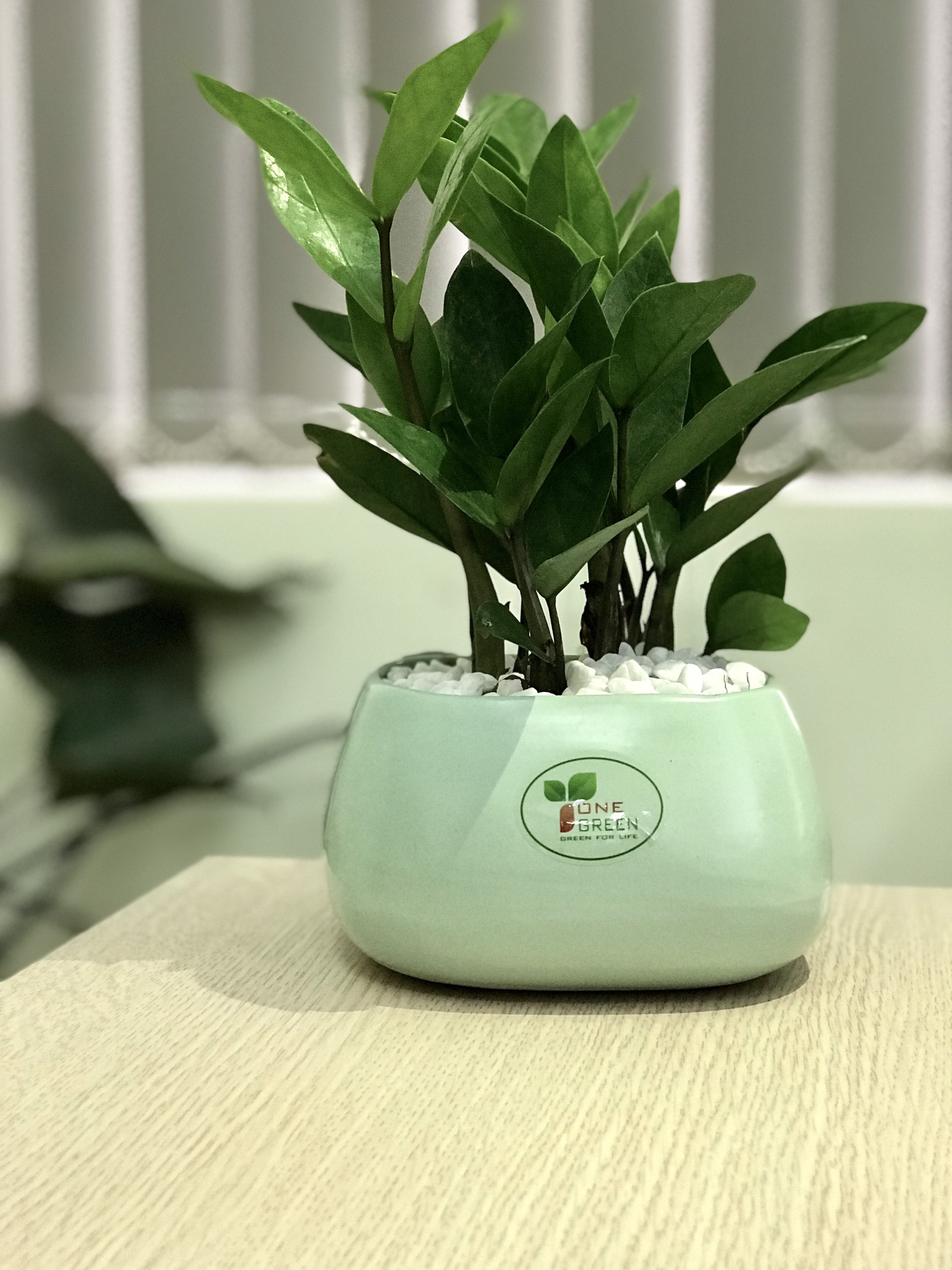Dưới đây là các loại cây cảnh phù hợp 5 mệnh Kim, Mộc, Thủy, Hỏa, Thổ, giúp bạn rước lộc vào nhà - Ảnh 4.