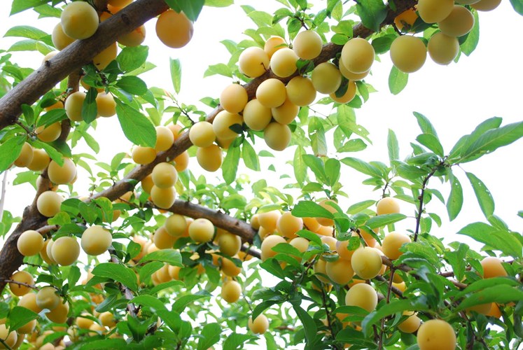 Uma fruta chamada  Một loại quả mang tên 'thần dược mùa xuân' giúp ngăn ngừa ung thư đại tràng được bán đầy ở chợ Việt - Ảnh 4.