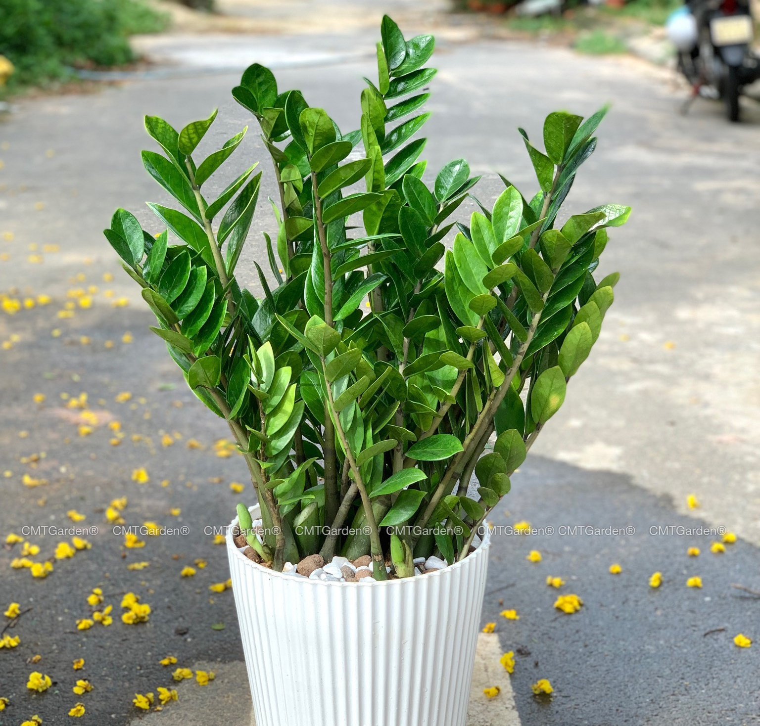 Vật phẩm phong thủy phòng khách giúp 12 con giáp chiêu tài lộc - Ảnh 1.